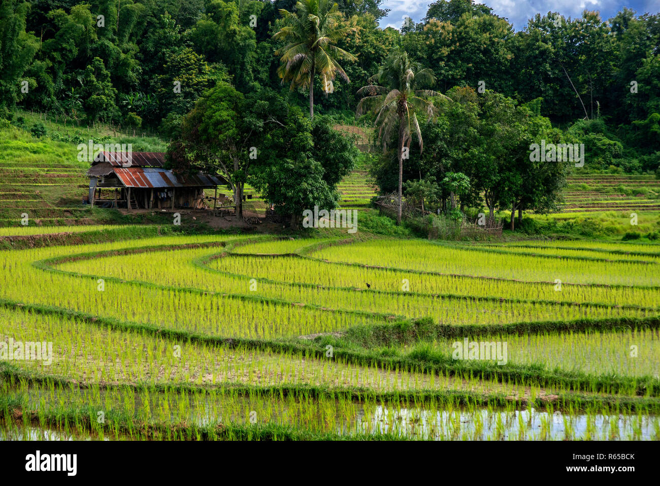 Terrazze di riso piantagione vicino a Luang Prabang, Laos Foto Stock