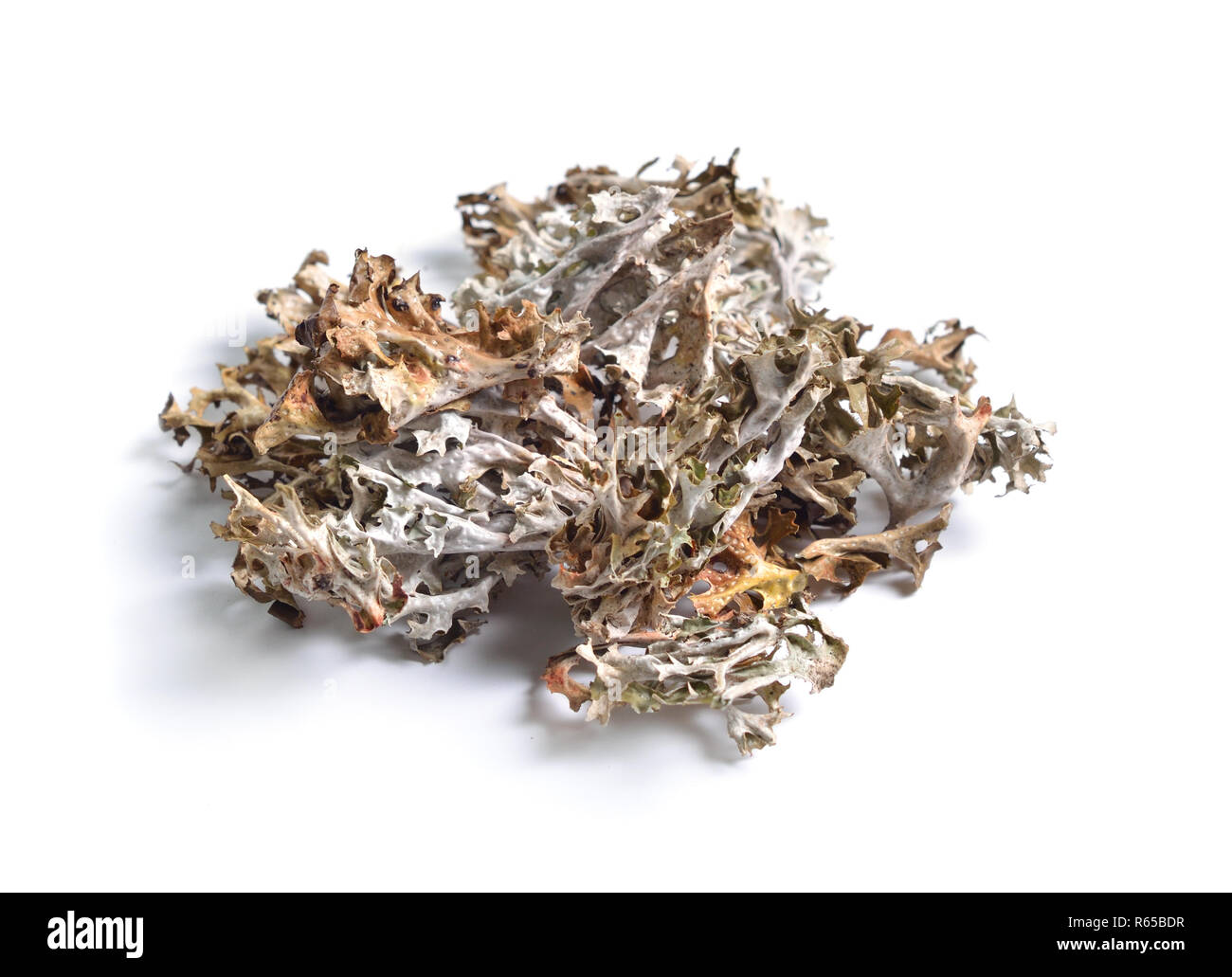 Erbe officinali essiccate materie prime isolato su bianco. Islanda moss. Foto Stock