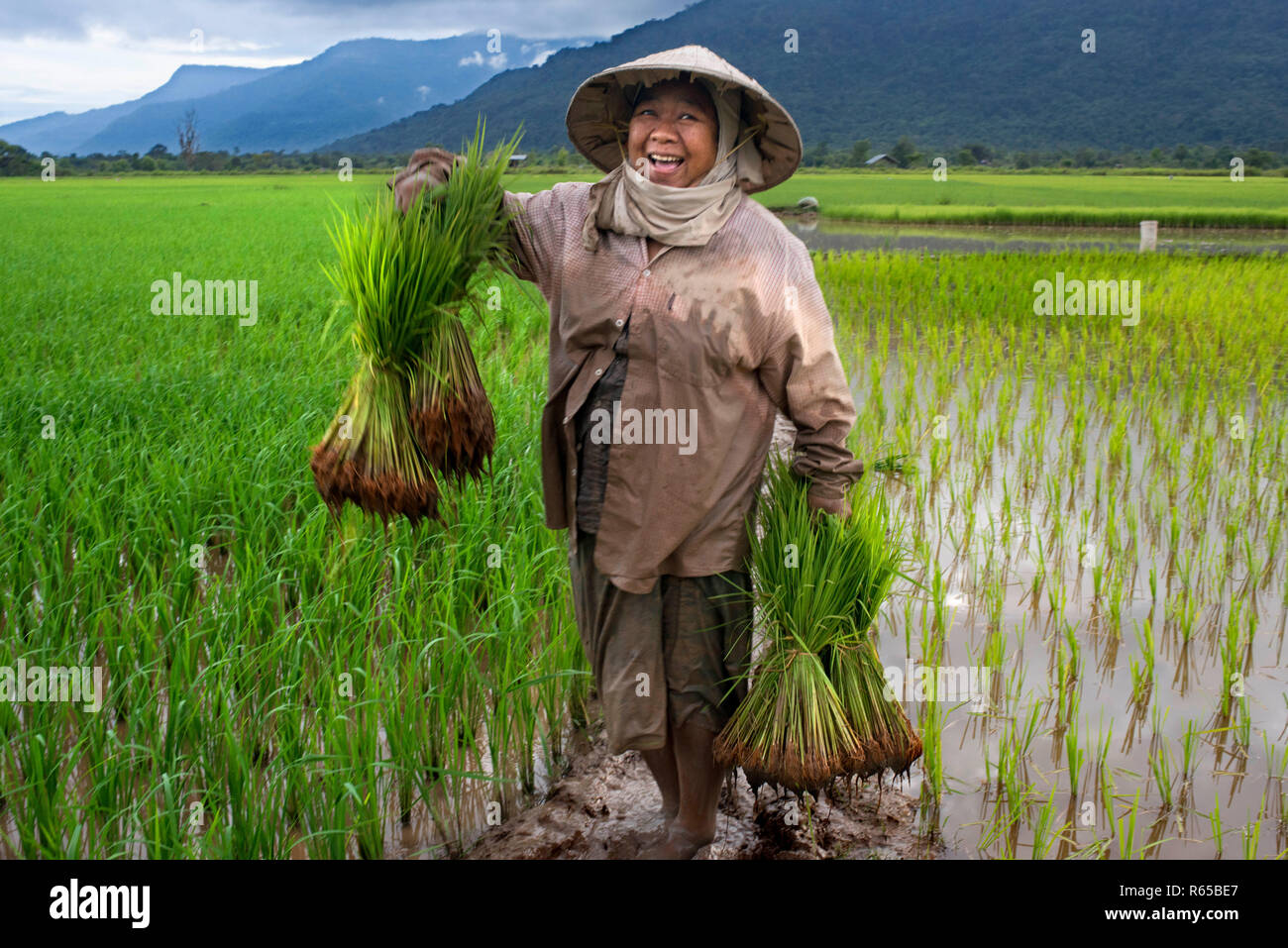 Donna che lavorano nella piantagione ricefiel vicino Kiet Ngong, Laos Foto Stock