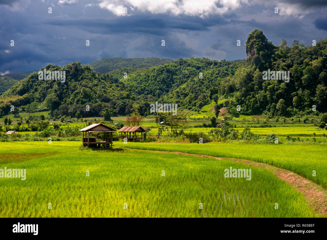 Terrazze di riso piantagione nei pressi Vang Vieng, Laos Foto Stock