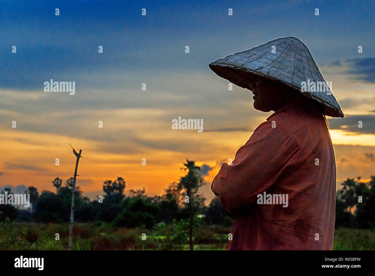 La donna nella piantagione ricefiel vicino a Pakse, Laos Foto Stock