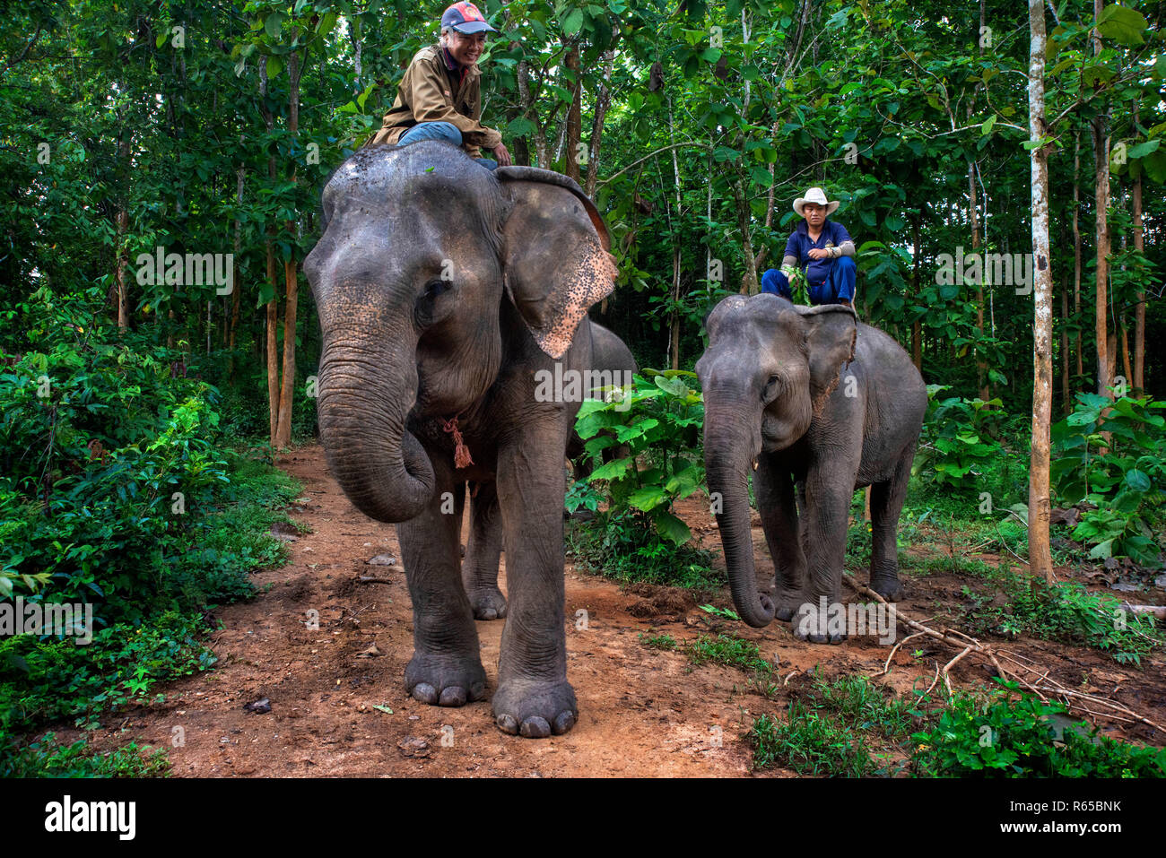 Mahouts in una corsa su elefante nel villaggio di elefante santuario & Resort, vicino a Luang Prabang, Laos Foto Stock