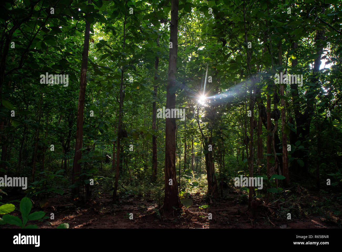 Alberi e foresta nel villaggio di elefante santuario & Resort, vicino a Luang Prabang, Laos Foto Stock