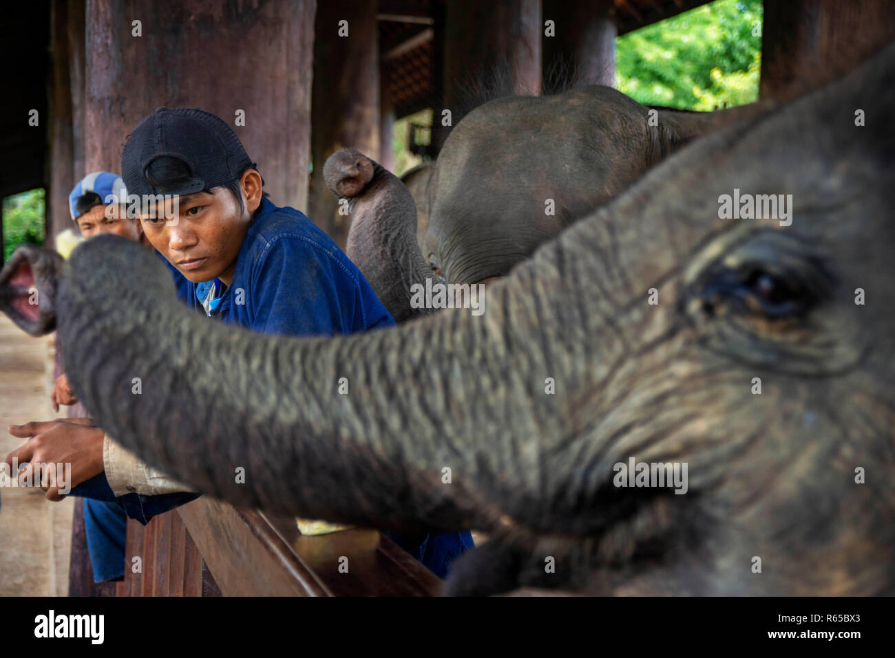 Mahouts con un elefante in Khan fiume vicino a Luang Prabang, Laos Foto Stock