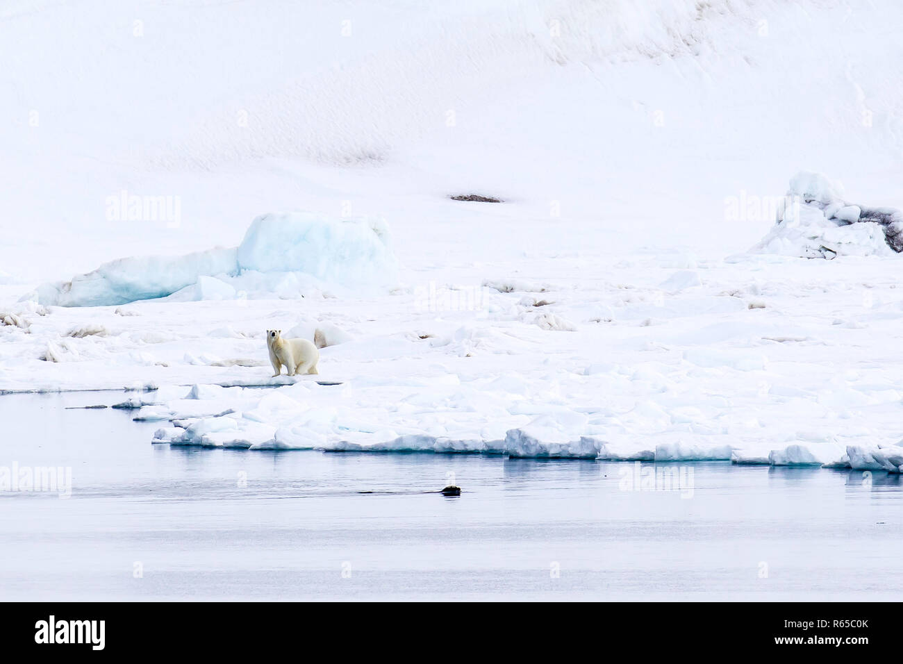 Un adulto di orso polare, Ursus maritimus, in distanza sulla molla ghiaccio veloce sulla costa occidentale di Wilhelmøya, Svalbard, Norvegia. Foto Stock