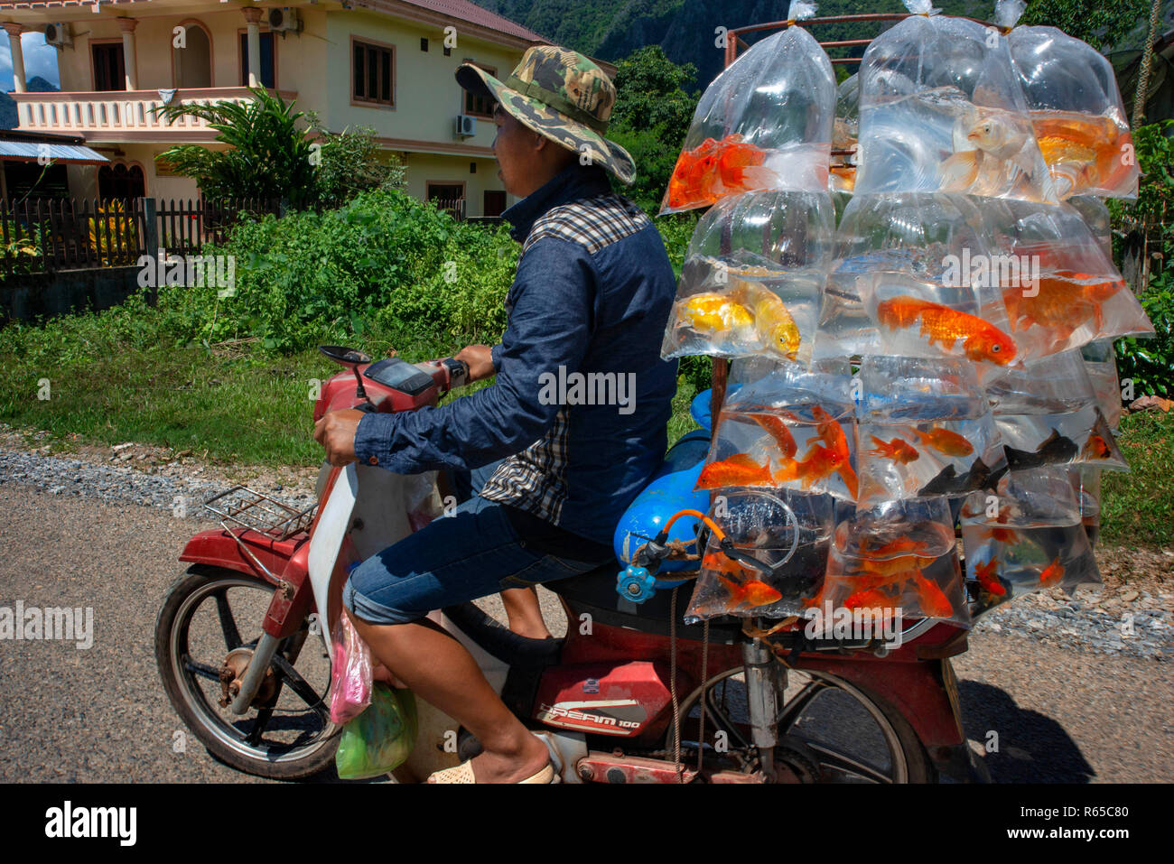 Un uomo con un motociclo trasporta i pesci in vendita. Vang Vieng village, Laos Foto Stock