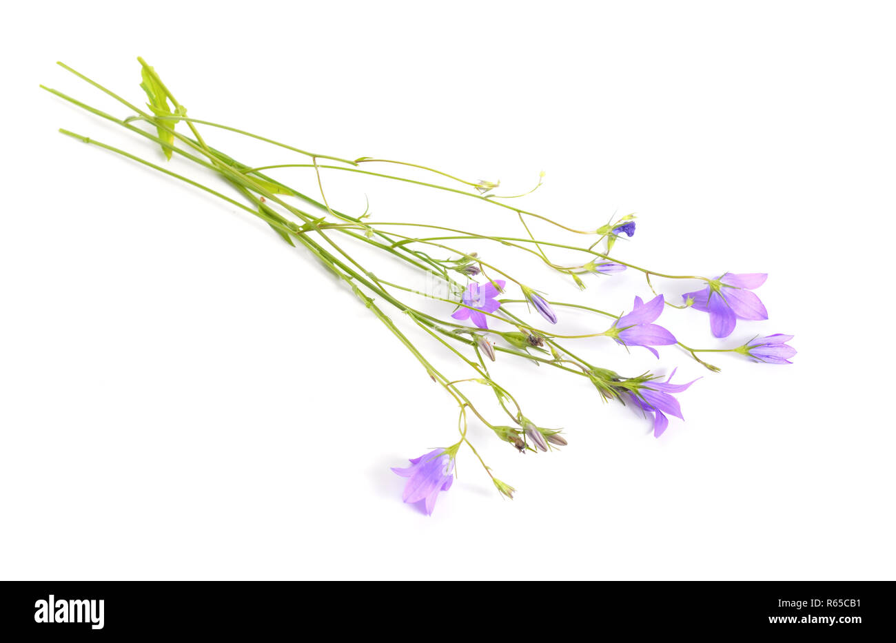 Campanula rotundifolia, harebell, blawort, capelli-campana, Lady's ditale, della strega campane e della strega ditale. Isolato su bianco. Foto Stock