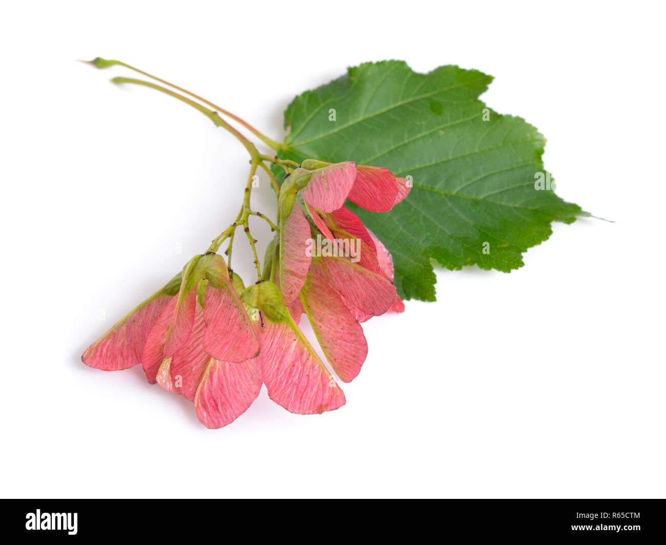 Acer tataricum, tartara o acero Tatarian maple. Isolato su bianco Foto Stock