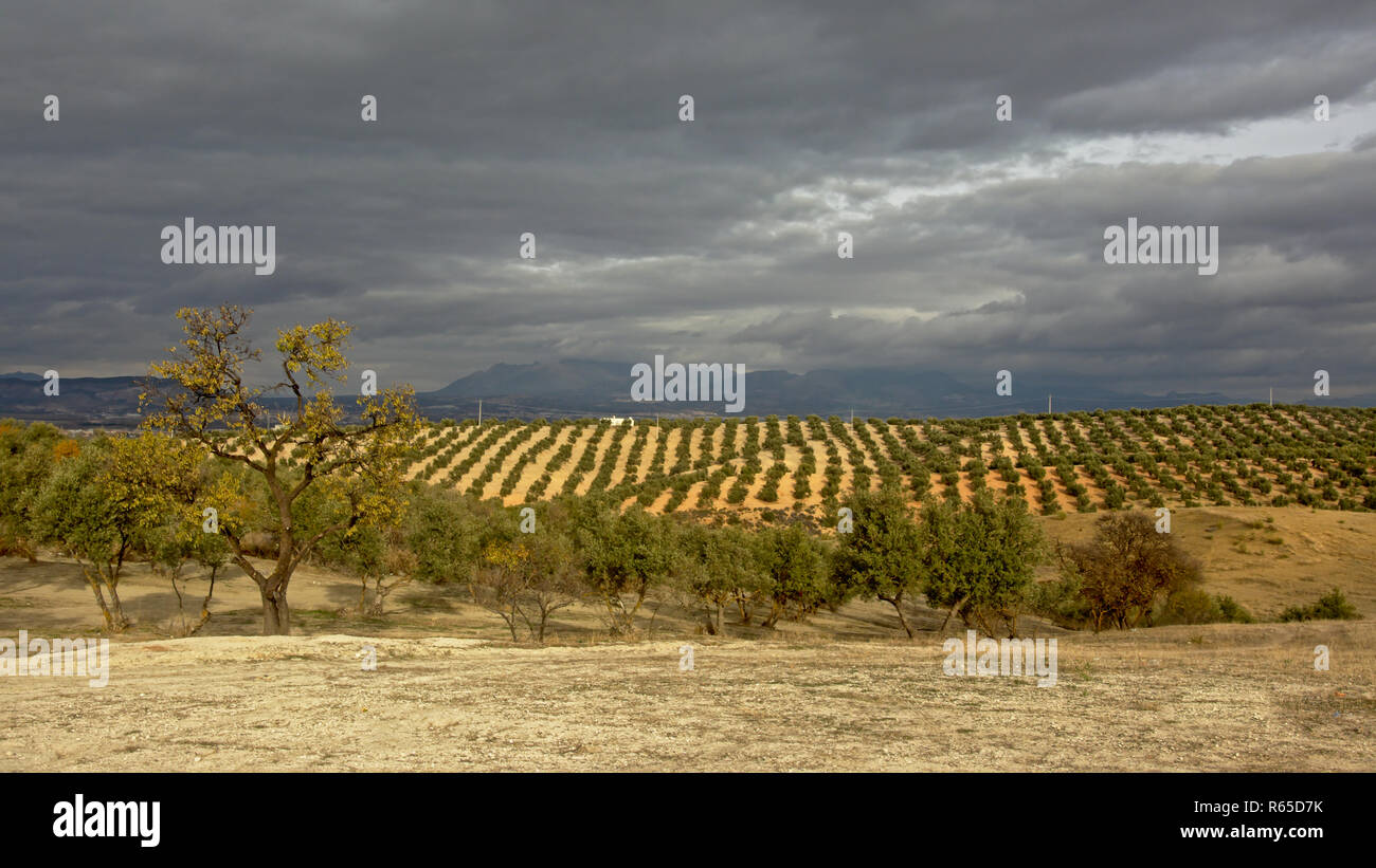 Uliveti nella campagna andalusa con nuvoloso sopito le montagne della Sierra Nevada in backgroud. Santa Fe, Spagna Foto Stock