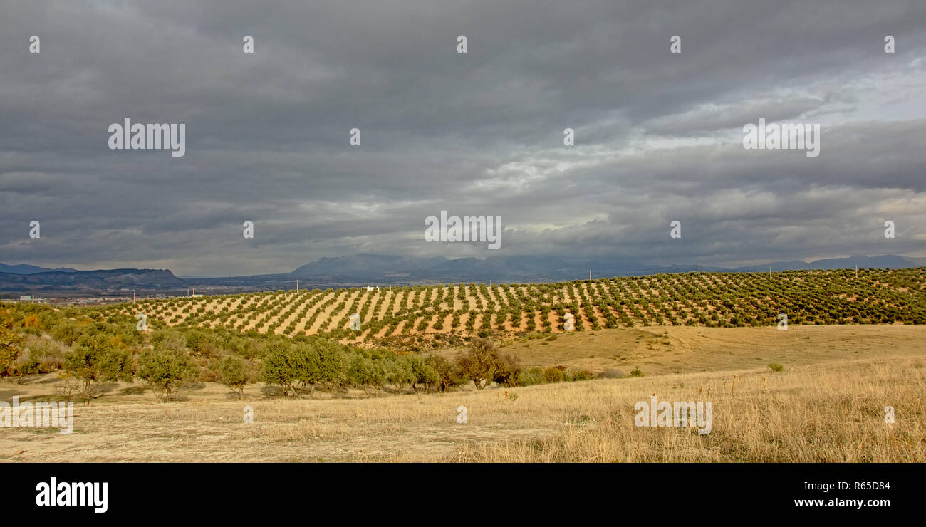 Uliveti nella campagna andalusa con nuvoloso sopito le montagne della Sierra Nevada in backgroud. Santa Fe, Spagna Foto Stock
