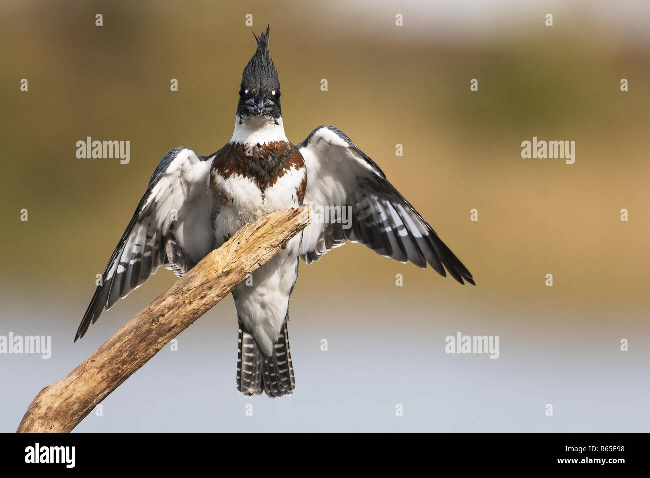 Femmina arroccato belted kingfisher sbarco Foto Stock