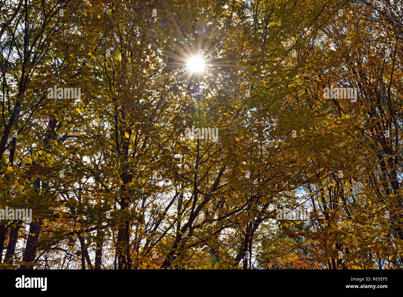 Autunno maple foresta, Killarney Provincial Park, Ontario, Canada Foto Stock
