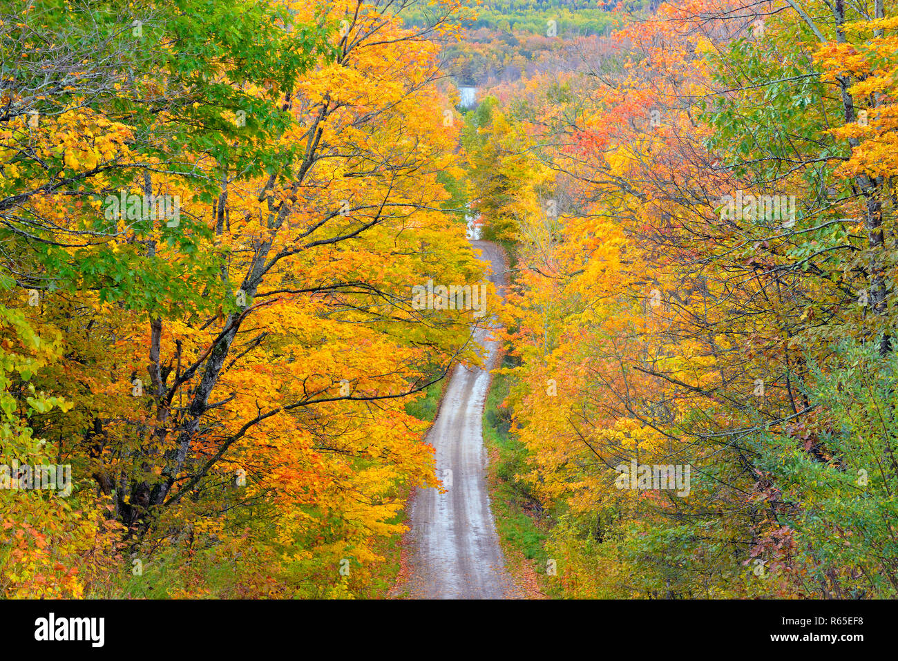 Burnett sul lato della strada in autunno, Manitoulin Island, Ontario, Canada Foto Stock