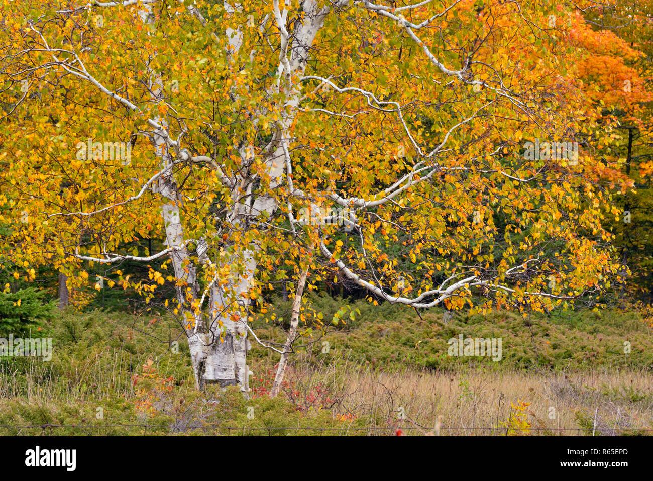 Betulla in autunno, Manitoulin Island, Ontario, Canada Foto Stock