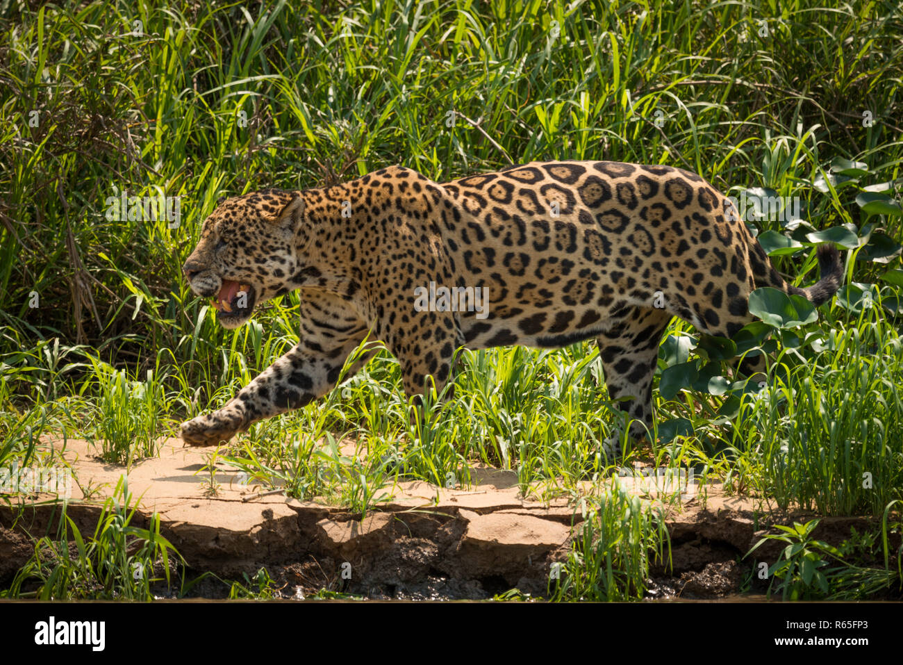 Jaguar a piedi attraverso l'erba lungo la riva del fiume Foto Stock