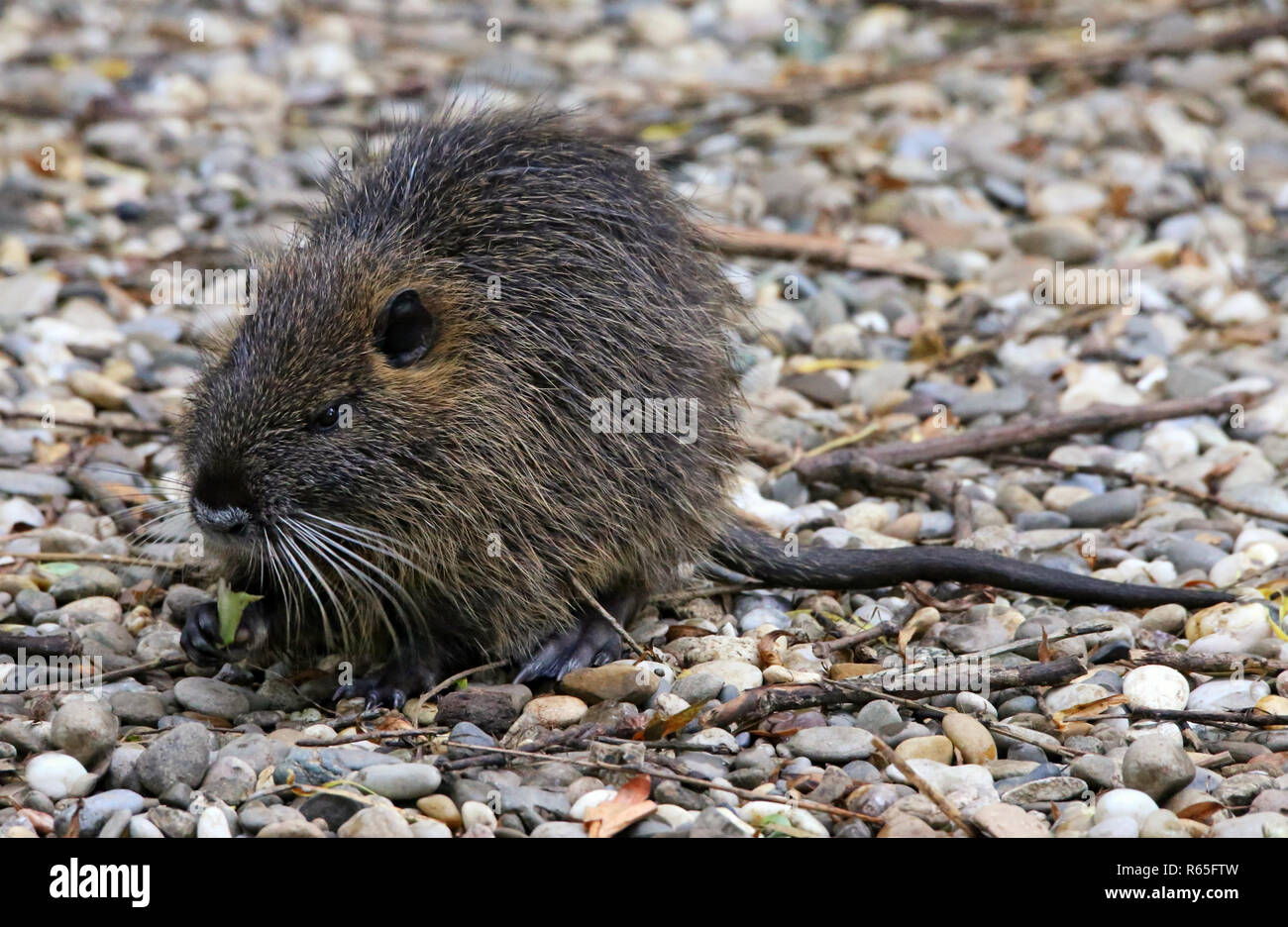 Giovani beaver di ratto o di nutria myocastor coypus a terra Foto Stock