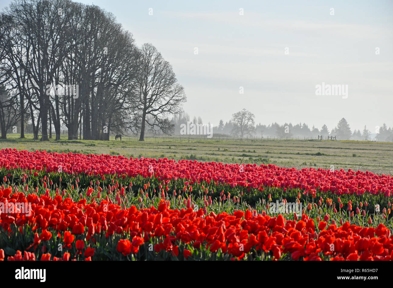Campi di Tulipani su foschia mattutina Foto Stock