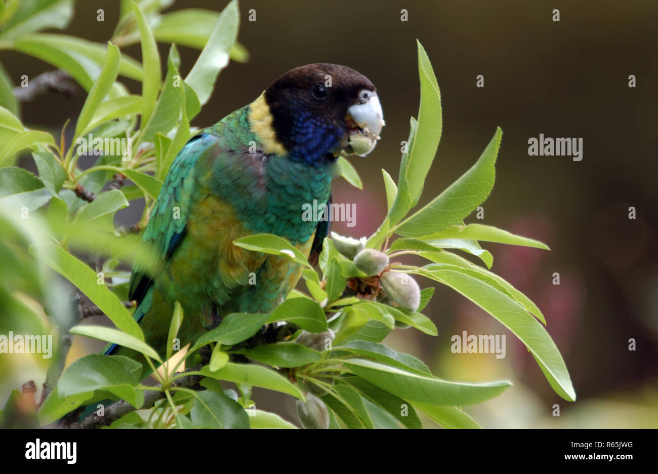 La Australian Ringneck (Barnardius zonarius) è un pappagallo nativo di Australia visto qui nell'entroterra del Western Australia. Foto Stock