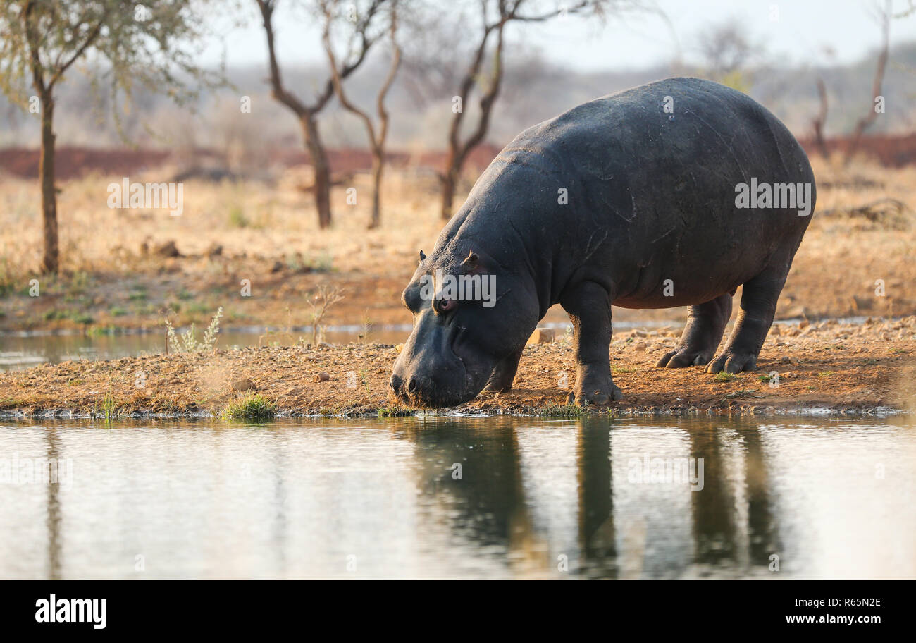 Ippopotamo o Ippona (Hippopotamus amphibius) entrata in acqua in corrispondenza di un foro per l'acqua o foro di irrigazione durante un safari visita in Namibia Foto Stock