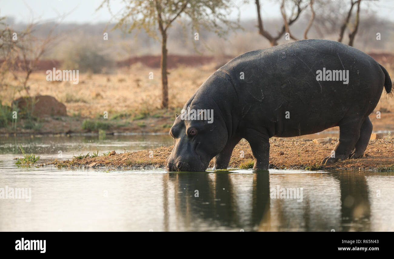 Ippopotamo o Ippona (Hippopotamus amphibius) entrata in acqua in corrispondenza di un foro per l'acqua o foro di irrigazione durante un safari visita in Namibia Foto Stock