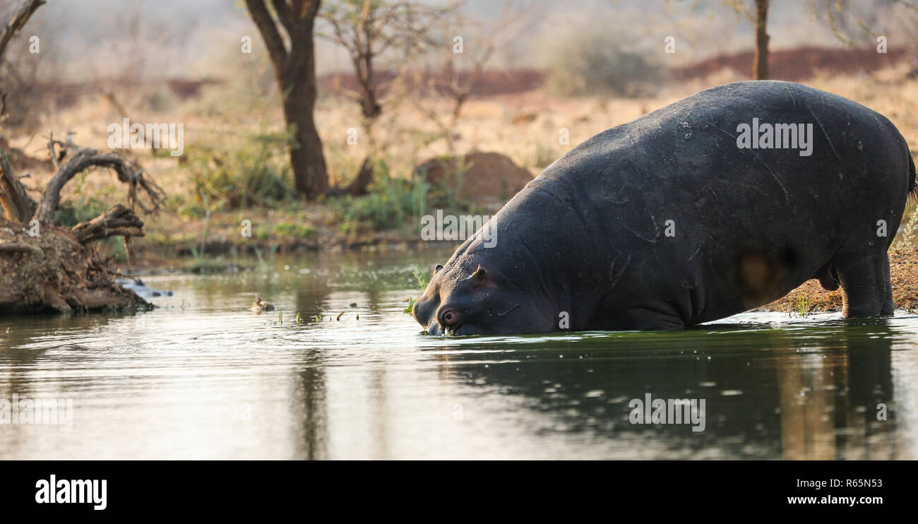 Ippopotamo o Ippona (Hippopotamus amphibius) entrata in acqua in corrispondenza di un foro per l'acqua o foro di irrigazione durante un safari visita in Namibia Foto Stock