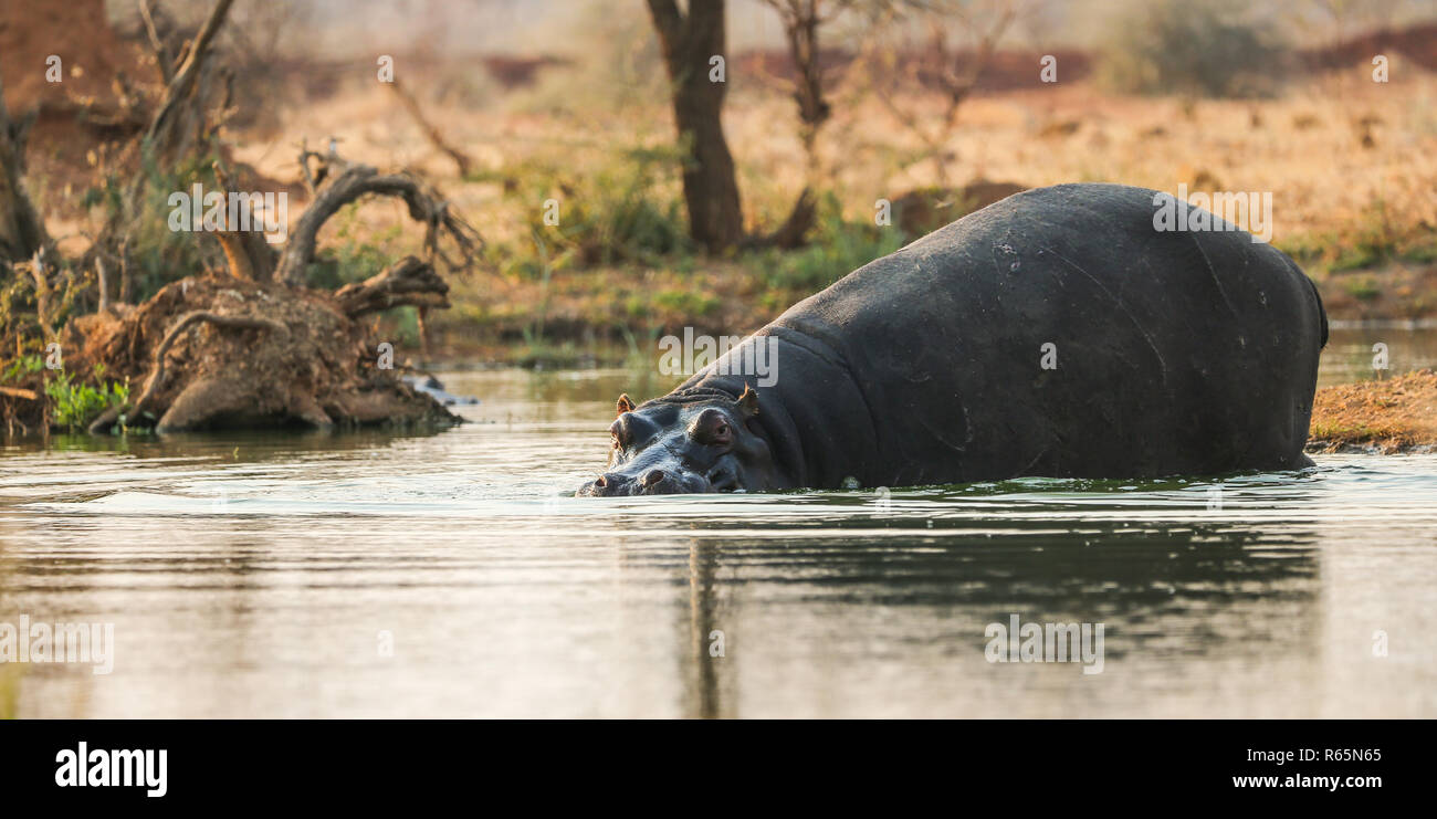 Ippopotamo o Ippona (Hippopotamus amphibius) entrata in acqua in corrispondenza di un foro per l'acqua o foro di irrigazione mentre su safari in Namibia Foto Stock