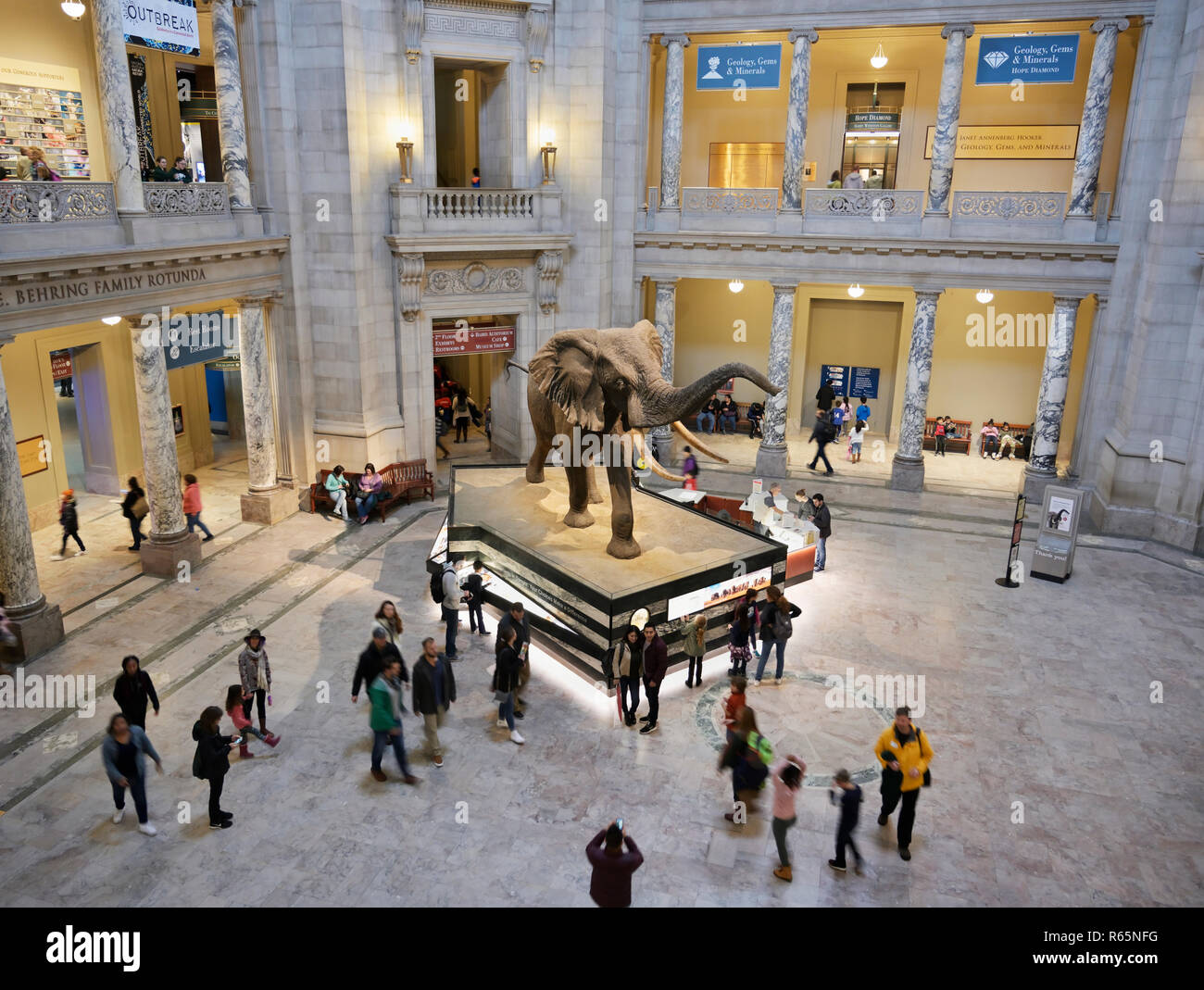 Lo Smithsonian, il Museo Nazionale di Storia Naturale rotunda elephant Foto Stock