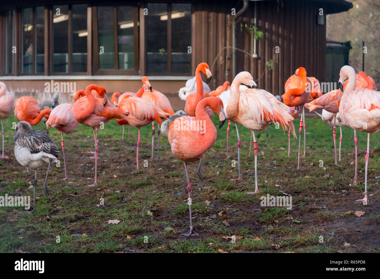 Molti i fenicotteri rosa in piedi sul prato in locali zoo. Foto Stock