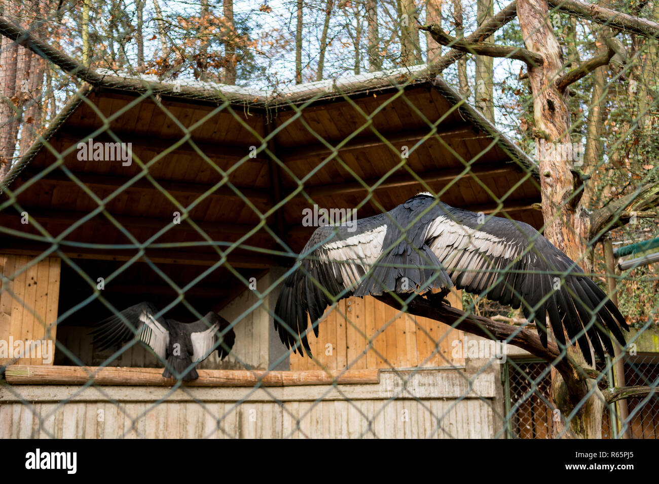 Condor andino diffondendo le ali in cattività di zoo. Foto Stock