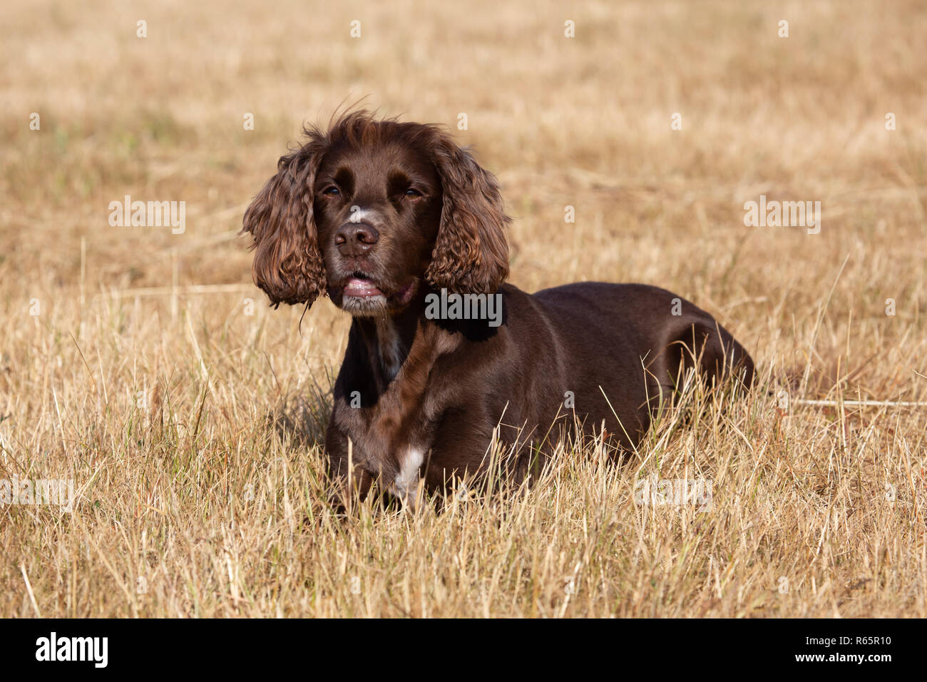 Un lavoro di pedigree Cocker Spaniel in un campo in estate Foto Stock
