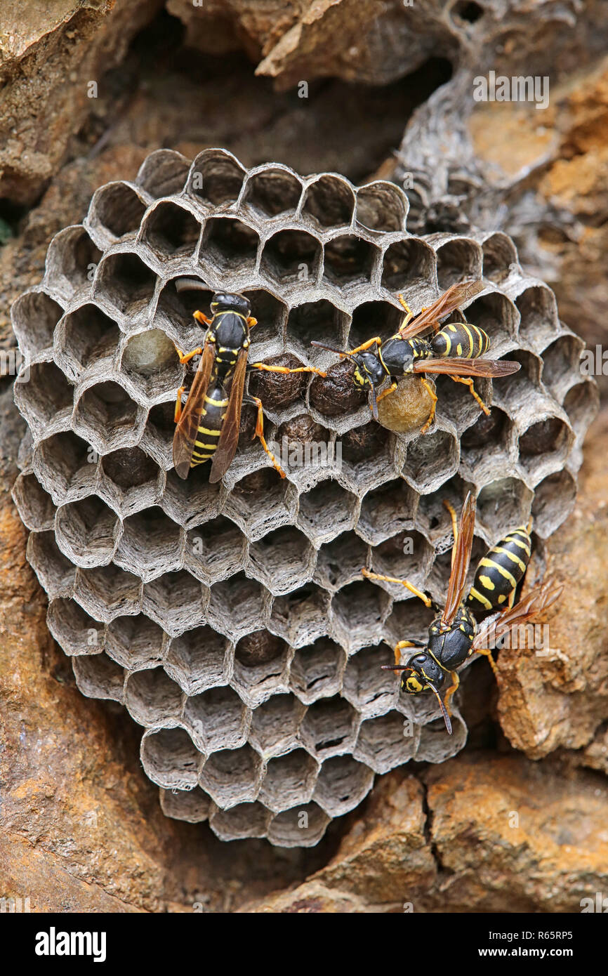 Nido di vespe di montagna wasp polistes biglumis Foto Stock