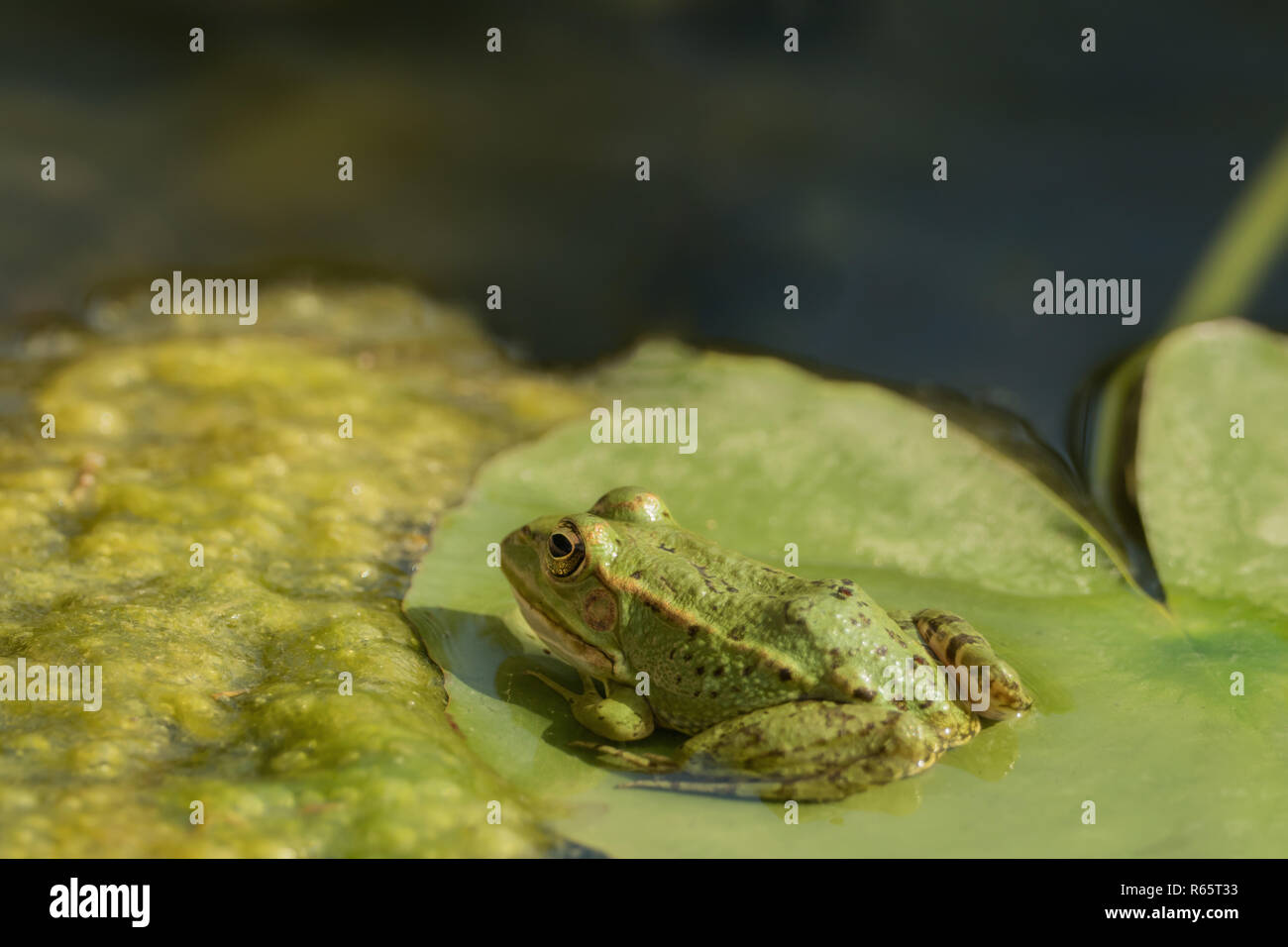 Una rana verde seduti nella vasca piena di ninfee Foto stock - Alamy