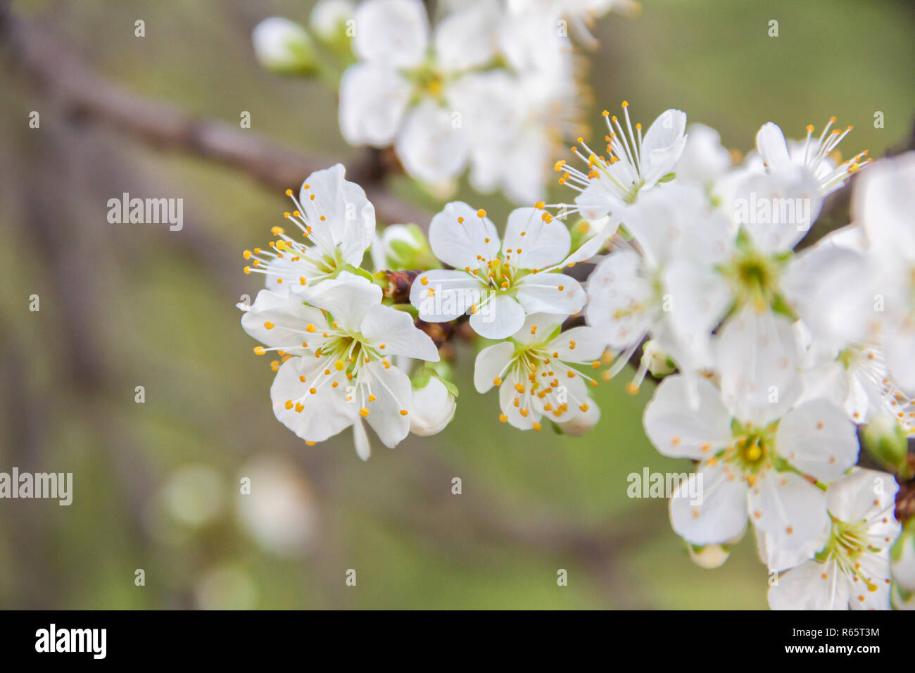 La molla Cherry Blossoms su un ramo, fiori di colore bianco su verde e naturale sullo sfondo del cielo Foto Stock