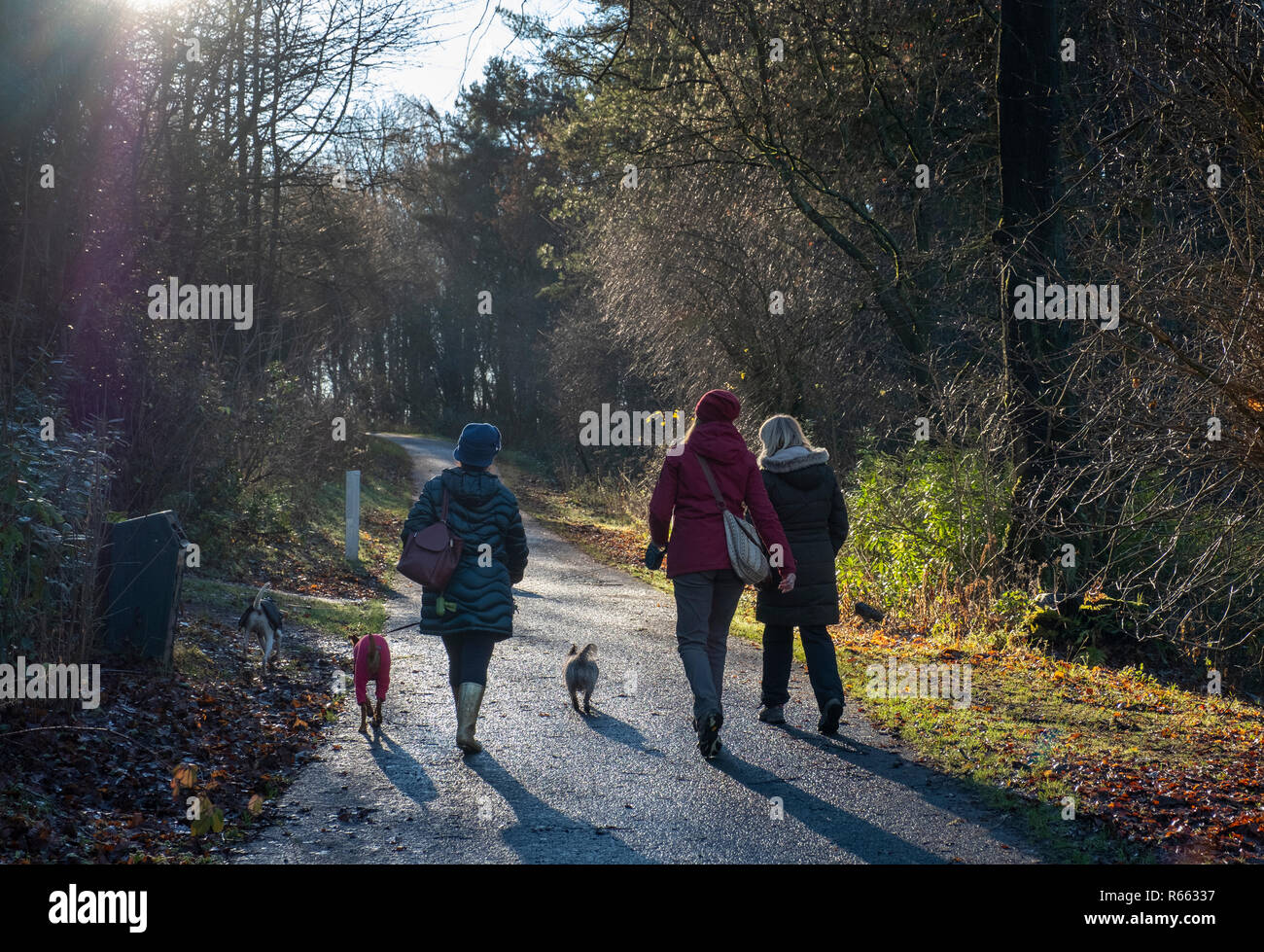 Tre donne a piedi i cani in Almondell e Calderwood Country Park, West Lothian. Foto Stock