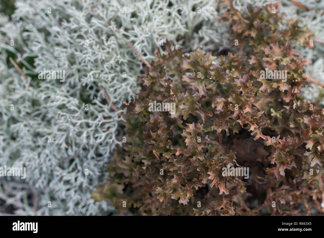 I licheni in foresta macro due specie differenti Foto Stock