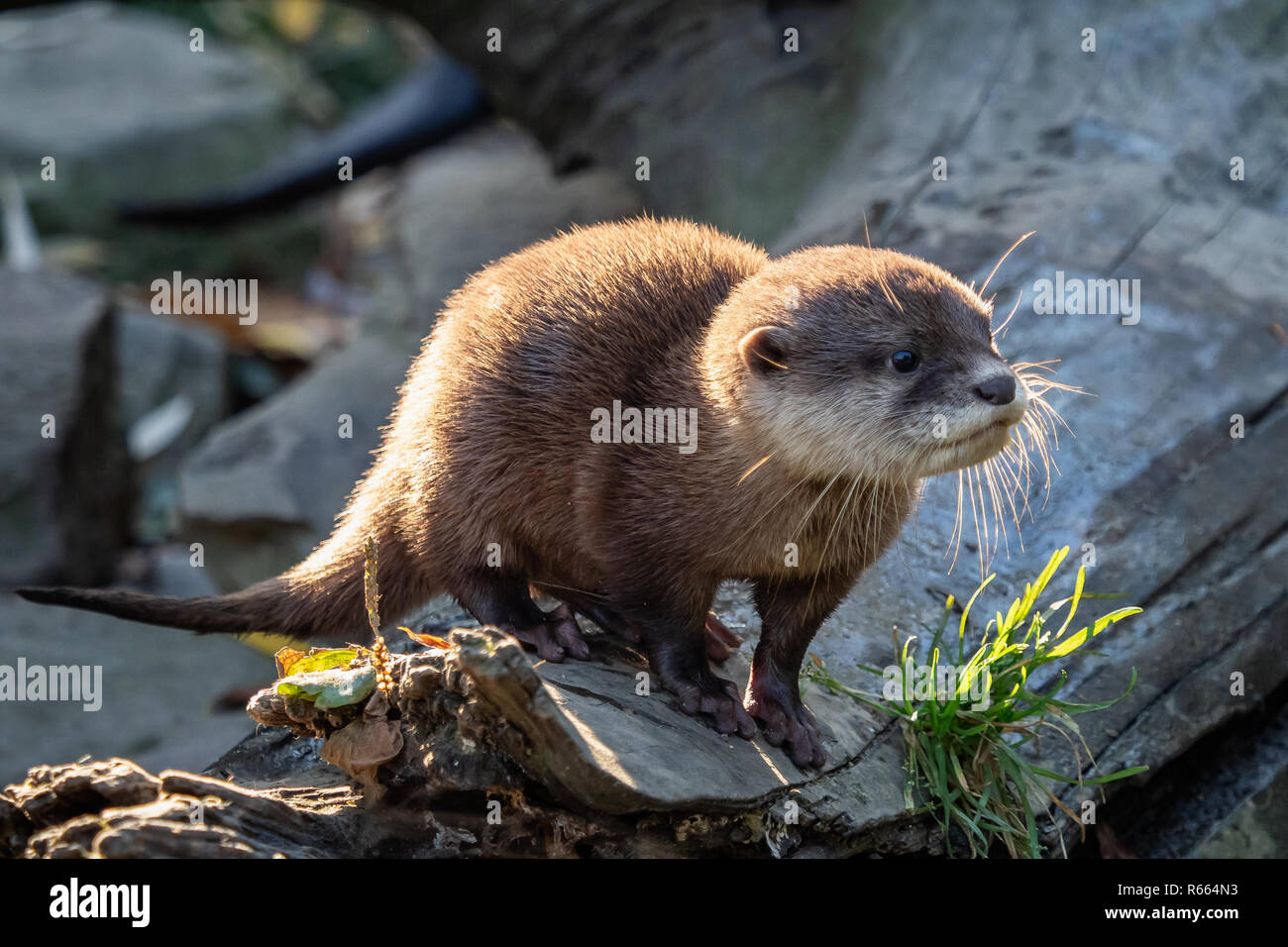 Giovani asiatici piccoli artigli lontra (Amblonyx cinerea) noto anche come il piccolo orientale-artigliato otter. Questa è la più piccola lontra specie nel mondo. Foto Stock