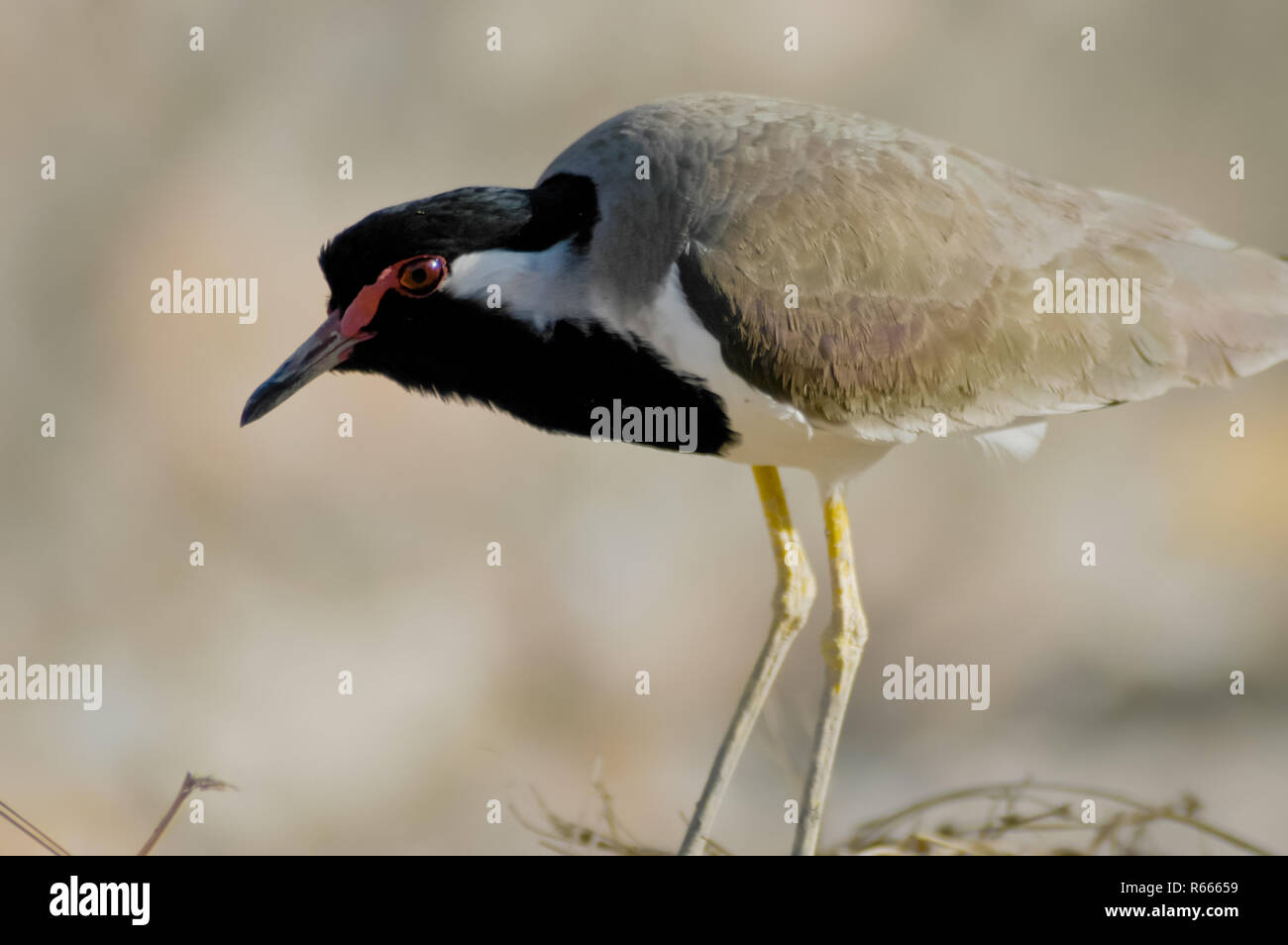 Rosso-wattled pavoncella Foto Stock