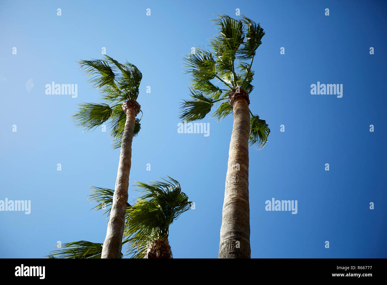 Alberi di palma nel vento ad alta velocità sul cielo blu senza nuvole Foto Stock