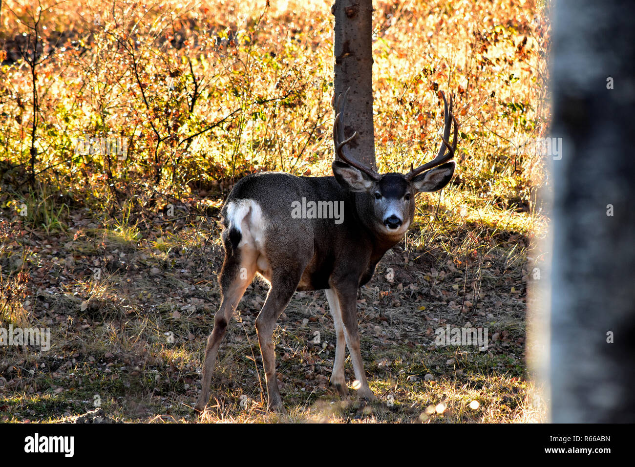 Mule Deer Buck in fine di autunno. Foto Stock