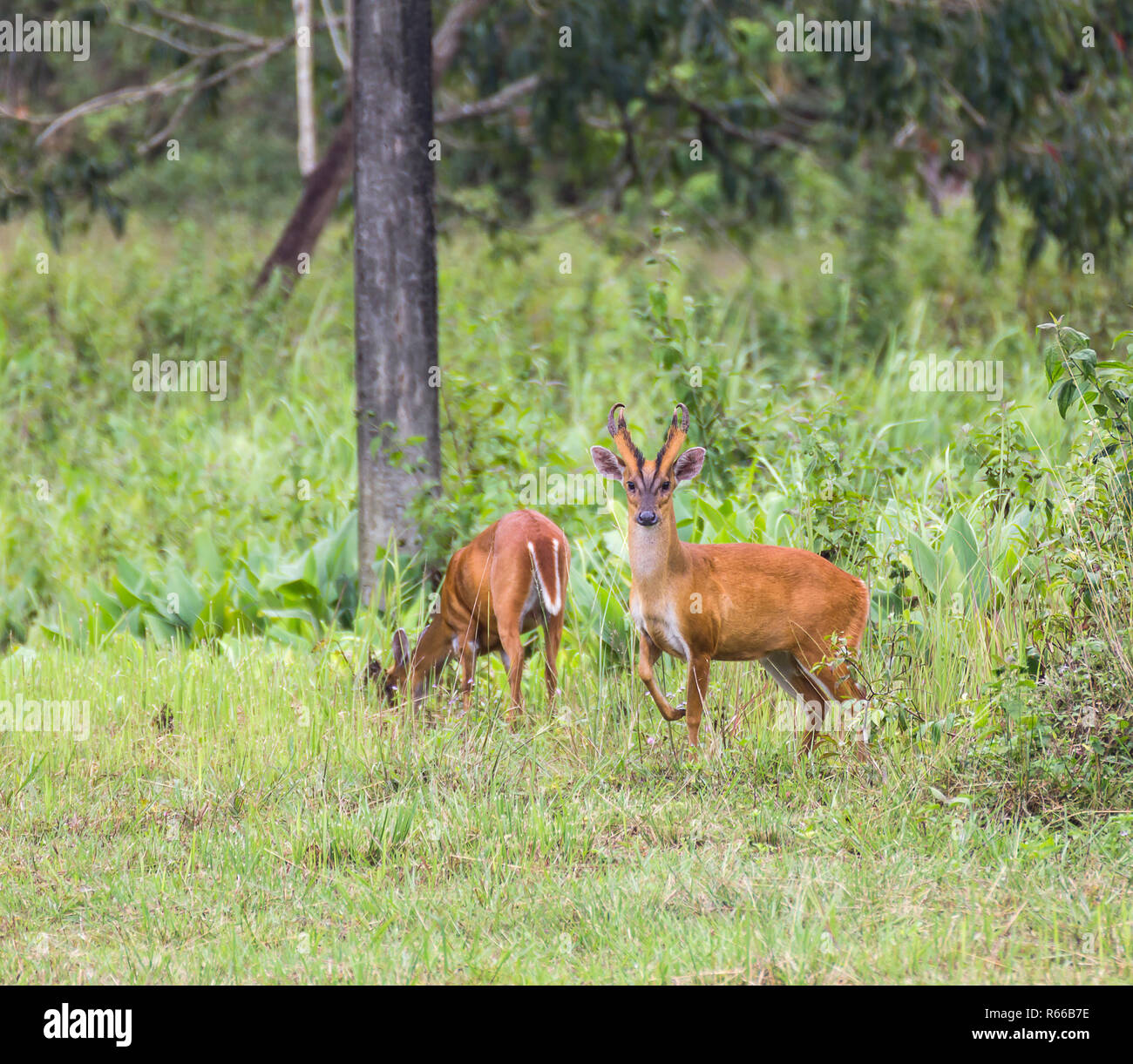 Barking deer in natura Foto Stock
