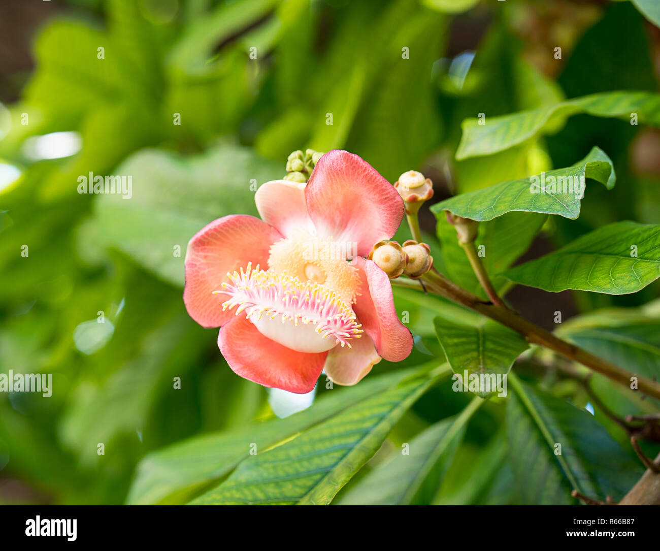 Cannonball fiore o Sal fiori (Couroupita guianensis) sulla struttura ad albero Foto Stock