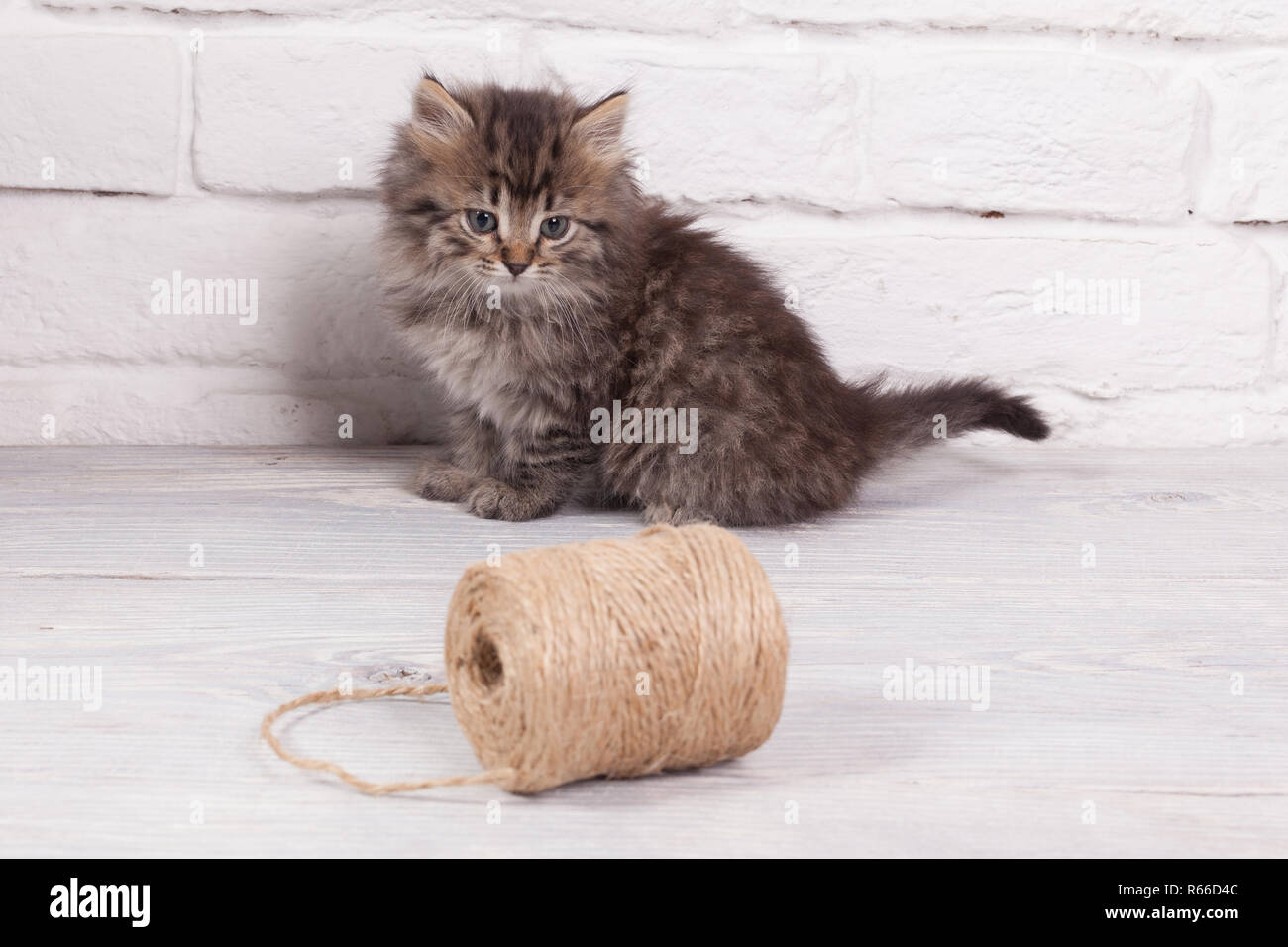 Giovani fluffy gattino Foto Stock