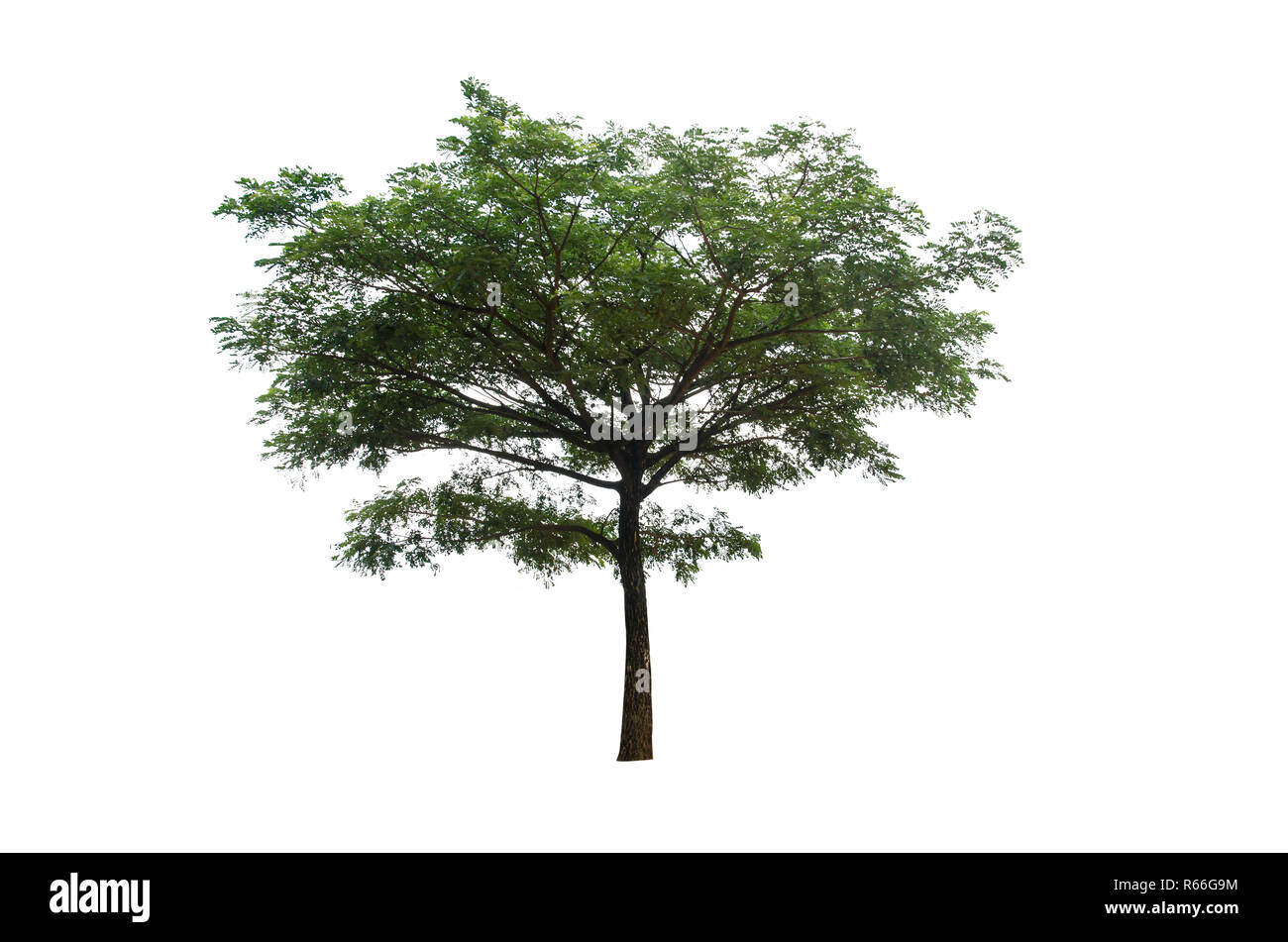 Tronco d'albero che salta Immagini senza sfondo e Foto Stock ritagliate -  Alamy