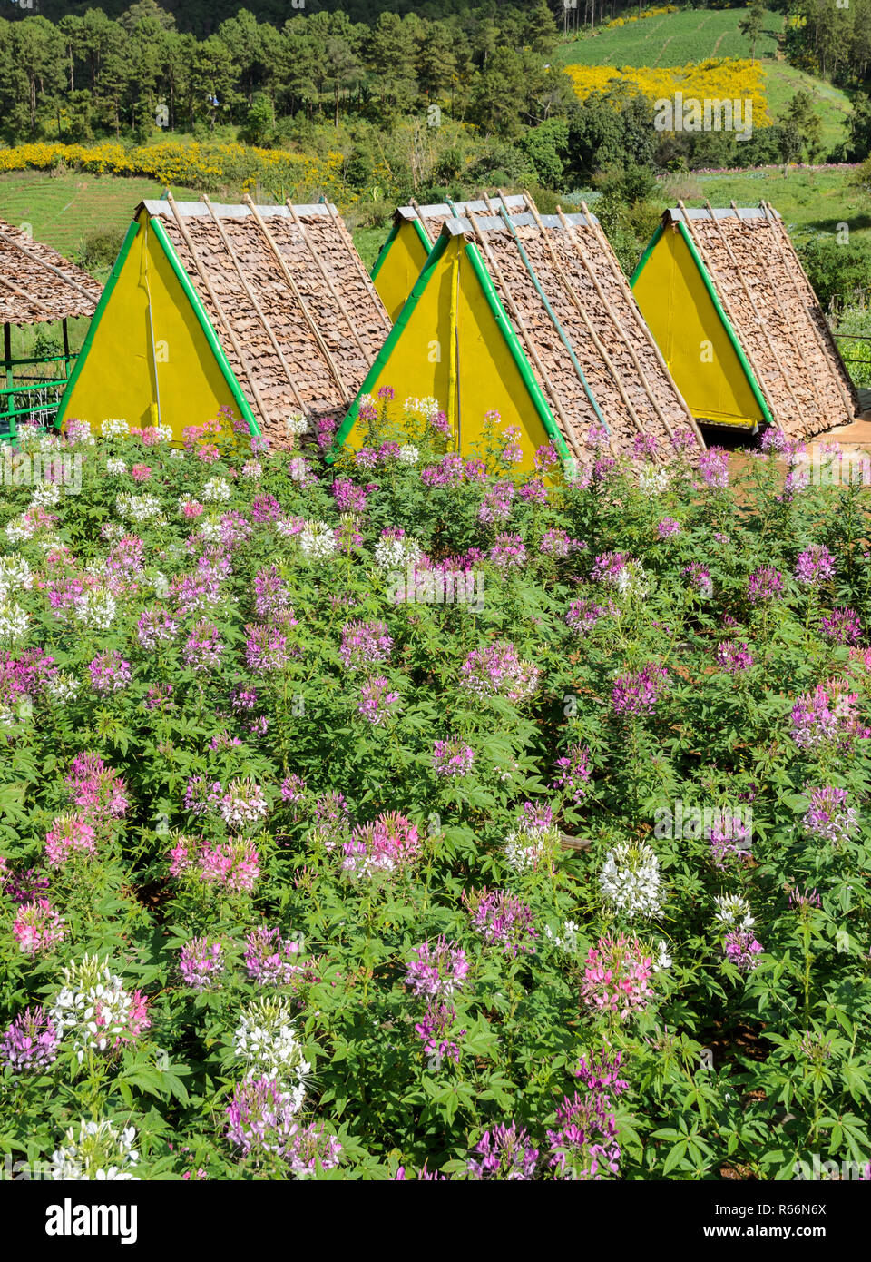 Tribù Hill House con Spider Flower Garden Foto Stock