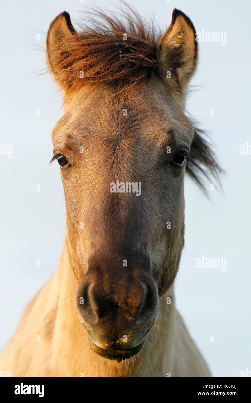 Konik wild horse in Oostvaardersplassen riserva naturale in Olanda. Foto Stock