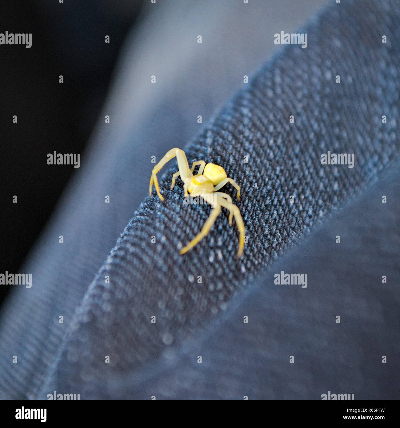 Piccola spider dei jeans Foto Stock