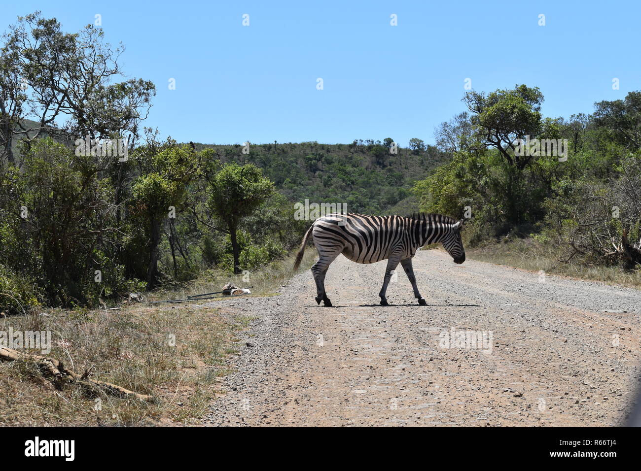 South African Zebra attraversando la strada Foto Stock