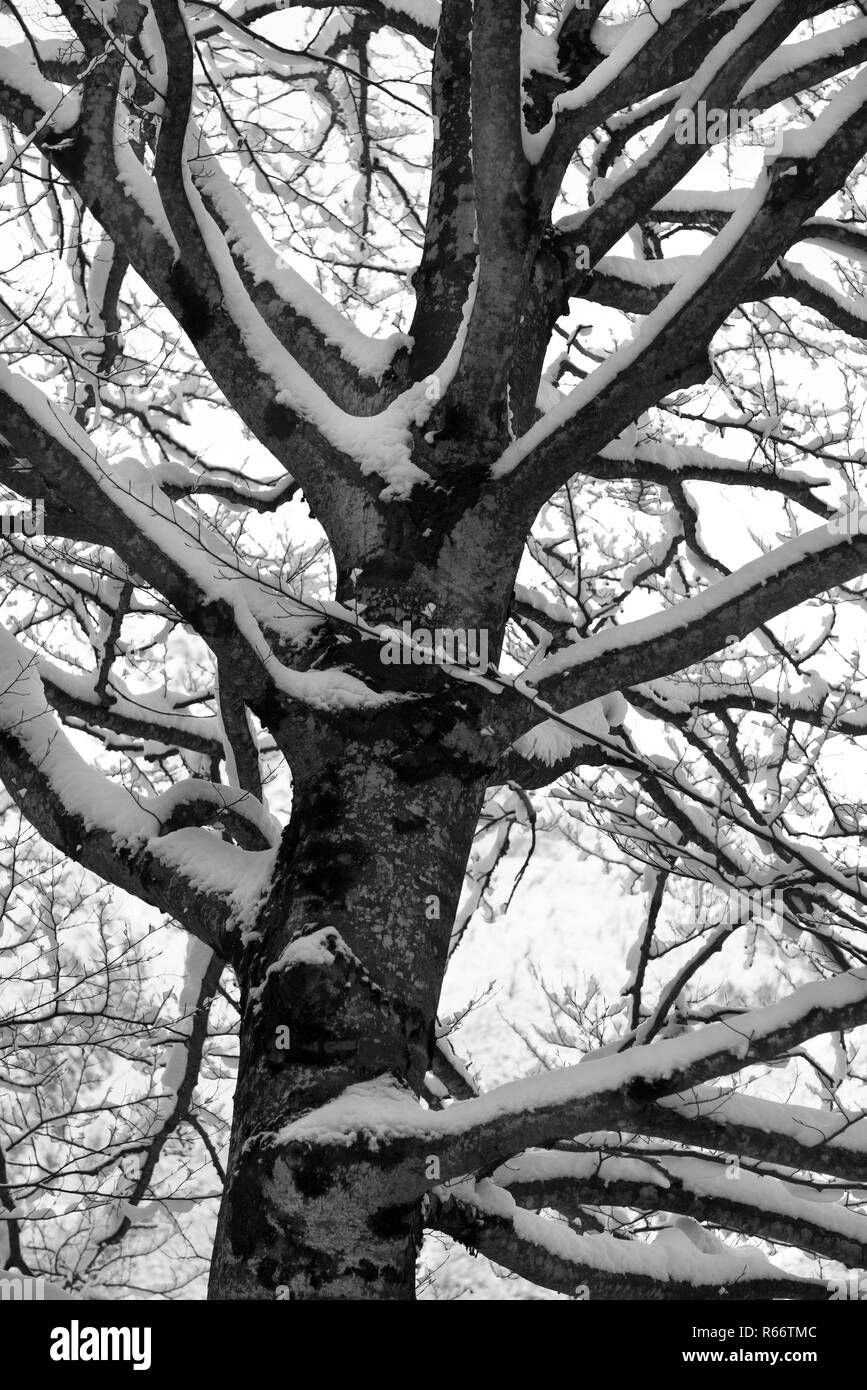 Tree coperte di neve in inverno Foto Stock