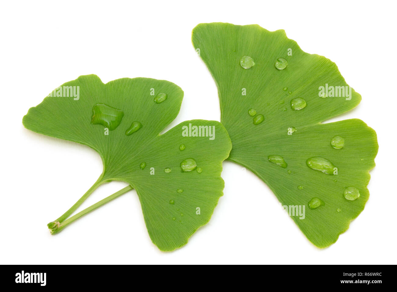 Due fresche foglie di ginkgo Foto Stock