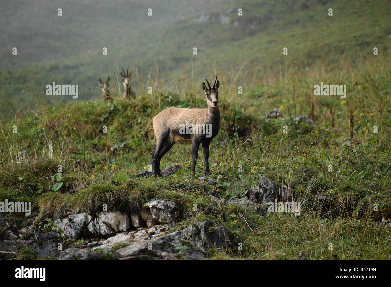 Il camoscio (Rupicapra rupicapra) nel selvaggio al parco nazionale di Berchtesgaden , Baviera, Germania Foto Stock